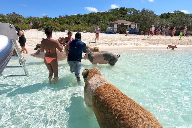 Full Day Exuma Swimming Pigs - Group Boat Tour From Nassau - The Sum Up