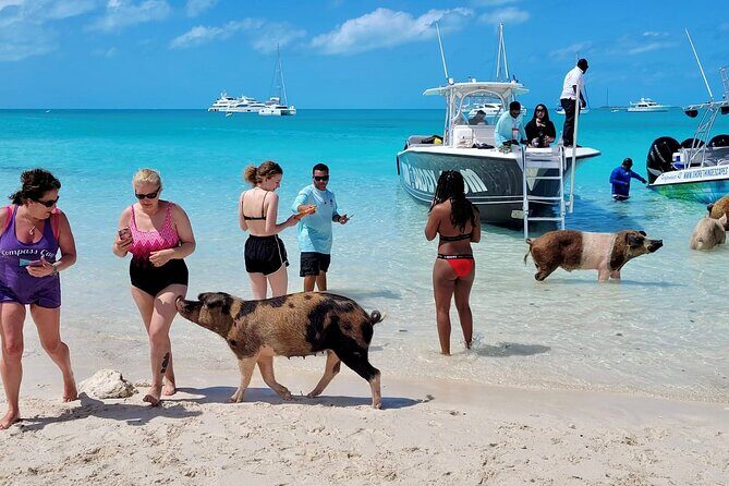 Full Day Exuma Swimming Pigs - Group Boat Tour From Nassau - FAQ
