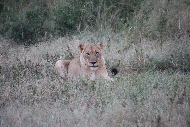 Full-Day Family Hluhluwe Imfolozi Park Safari Experience - Common Questions