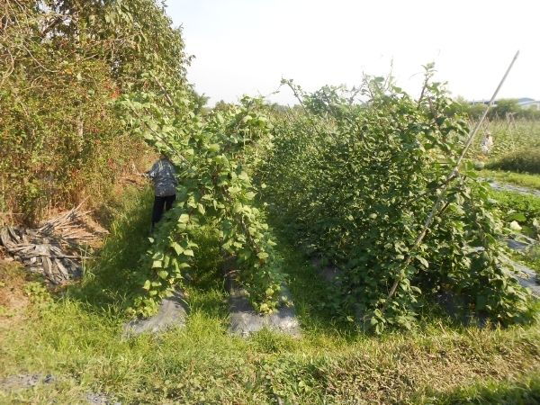 Full-Day Farming & Cooking Class at Agricultural Village - Full Description