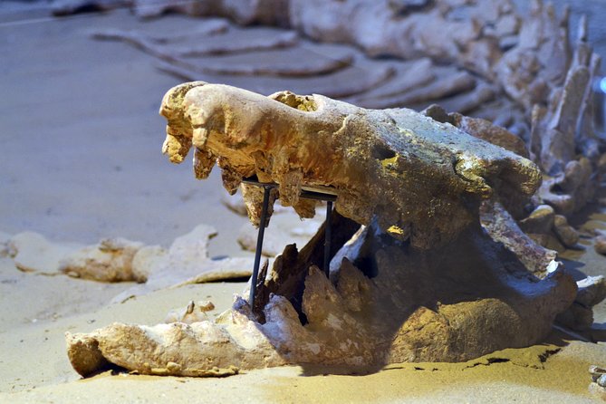 Full-Day Fayoum Oasis Private Tour From Cairo or Giza - Itinerary Overview