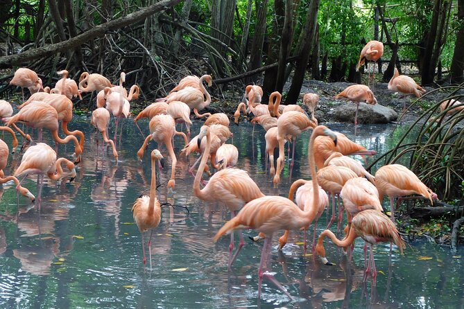Full Day for Bird Watching With Visit to Isla Baru - Tour Overview