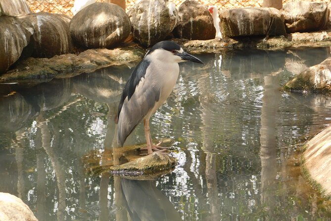 Full Day for Bird Watching With Visit to Isla Baru - Inclusions and Meeting Details