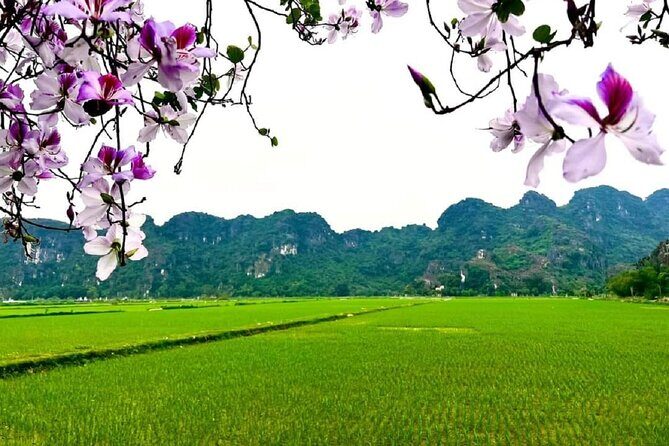 Full Day From Hanoi - Ninh Binh - Hoa Lu - Tam Coc - Mua Cave - Who Will Love This Tour?