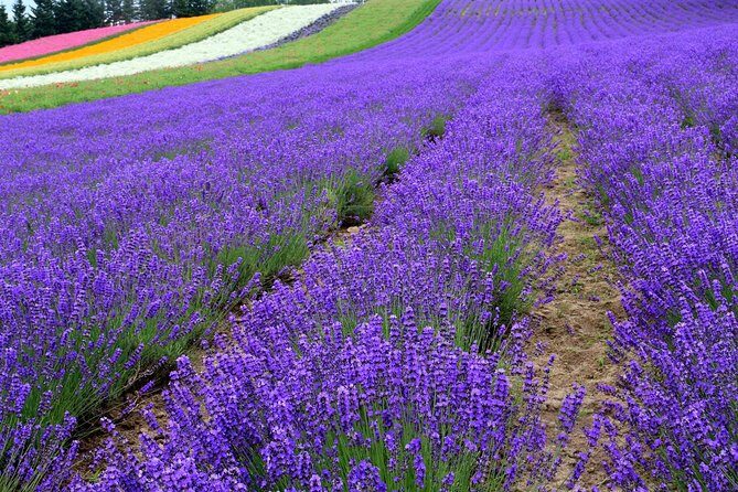 Full-Day Furano Lavender Farm and Blue Pond from Sapporo - Good To Know