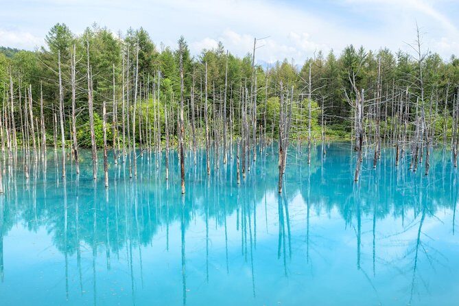 Full-Day Furano Lavender Farm and Blue Pond from Sapporo - Practical Details: What You Need to Know