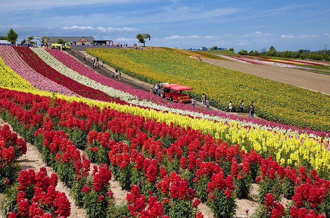Full-Day Furano Lavender Farm and Blue Pond from Sapporo - Who Will Love This Tour