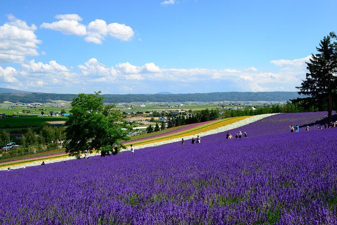 Full-Day Furano Lavender Farm and Blue Pond from Sapporo - The Sum Up: Who Should Book This Tour?