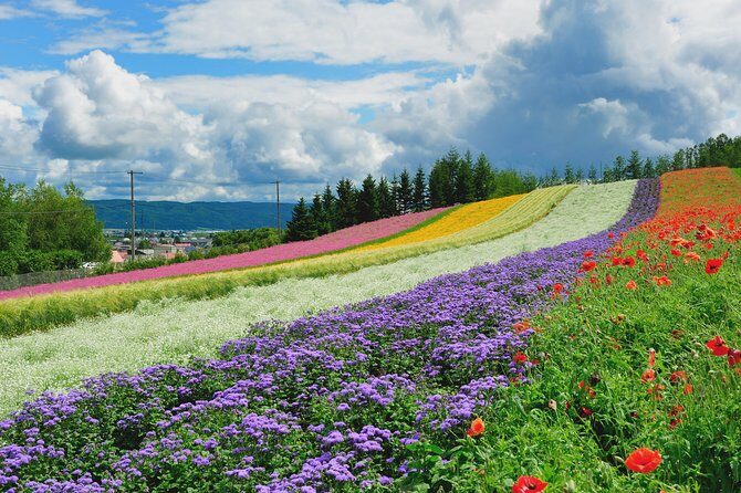 Full-Day Furano Lavender Farm and Blue Pond from Sapporo - FAQ