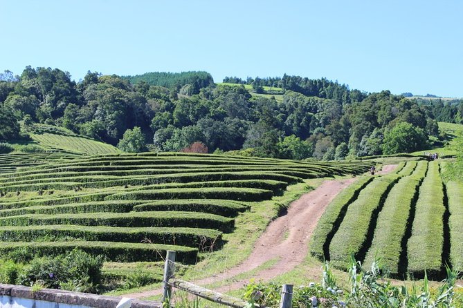 Full Day Furnas Povoacao and Nordeste - Meeting and Pickup Details