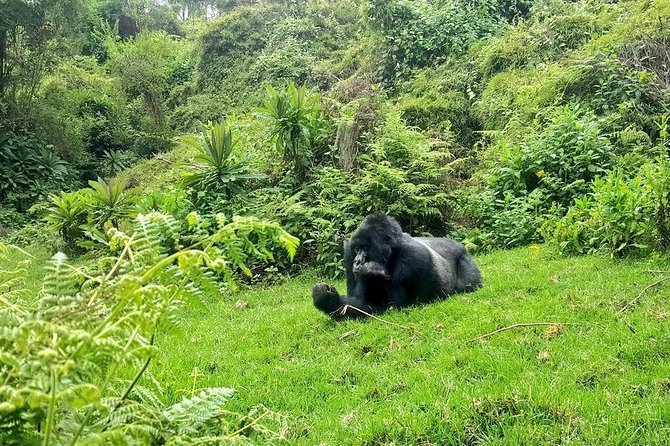 Full-Day Gorilla Trekking in Rwanda - Good To Know