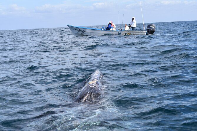 Full-Day Gray Whale Watching tour from Cabo to Mag Bay - Good To Know