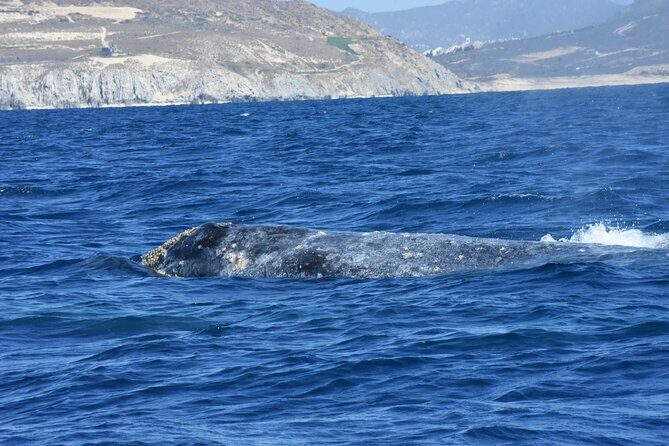 Full-Day Gray Whale Watching tour from Cabo to Mag Bay - What’s Included and What’s Not