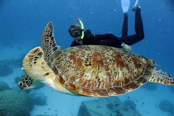 Full-Day Great Barrier Reef Snorkeling from Hamilton Island - The Overview: What to Expect on this Reef Adventure