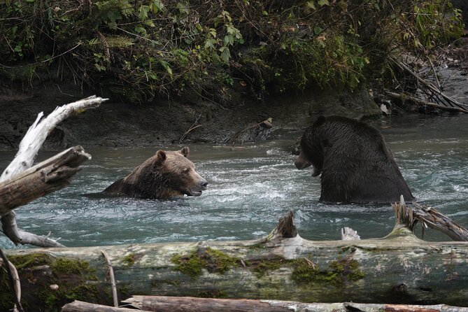 Full Day Grizzly Bear Tour to Toba Inlet - Additional Information