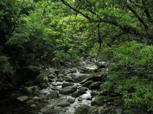 Full-Day Group Tour of Daintree, Cape Tribulation, and More  - Port Douglas - Tour Overview and Inclusions