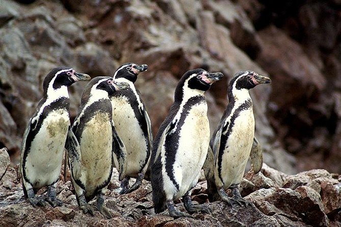 Full Day Group Tour Paracas and Ica From Lima - Tour Itinerary and Highlights