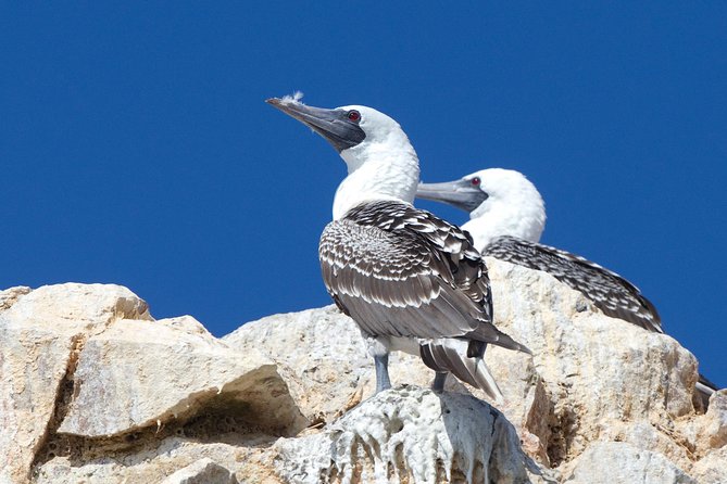 Full Day Group Tour Paracas and Ica From Lima - Additional Tips and Insights