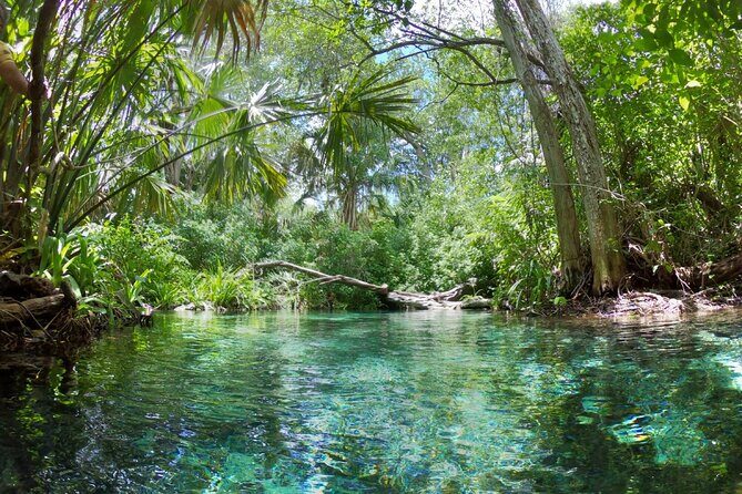 Full Day Guided Mangrove Bote Ride & Sisal Beach Time - What to Expect From the Experience