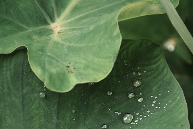 Full Day Guided Private Ubud Waterfall Tour - Tour Itinerary