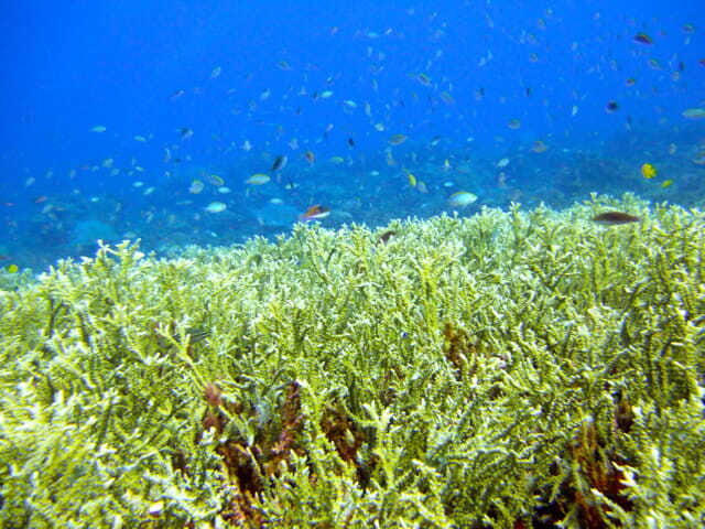 Full-Day Guided Snorkeling Tour from Kota Kinabalu - The Itinerary Breakdown