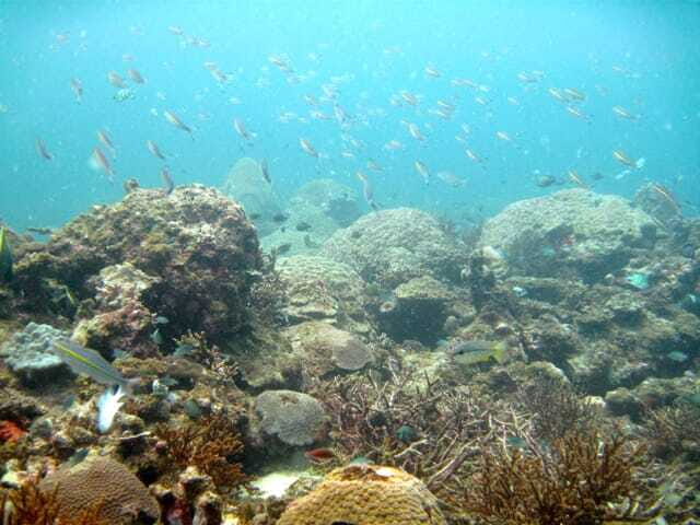 Full-Day Guided Snorkeling Tour from Kota Kinabalu - The Sum Up: Who Will Love This Experience?