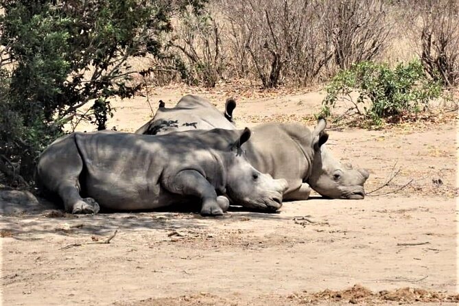 Full-Day Guided Tour in the Kruger National Park - Tour Duration: 8 Hours