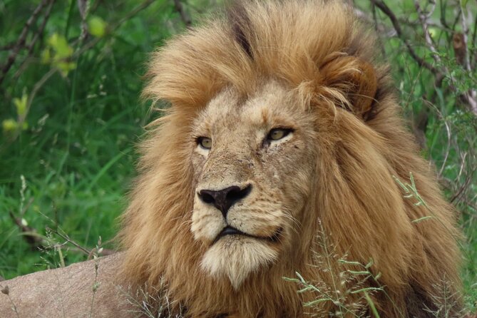 Full-Day Guided Tour in the Kruger National Park - Free Admission Ticket