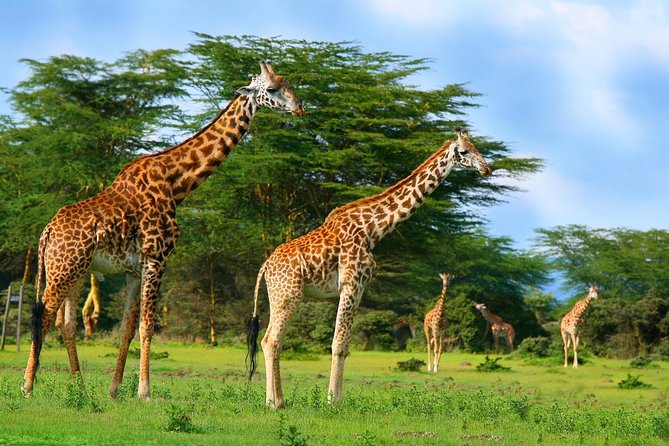 Full-Day Guided Tour to Crescent Island From Nairobi - Good To Know