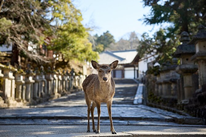 Full Day Guided Tour to Kyoto and Nara From Osaka - Tour Highlights