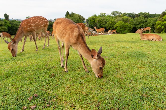 Full Day Guided Tour to Kyoto and Nara From Osaka - Inclusions and Exclusions
