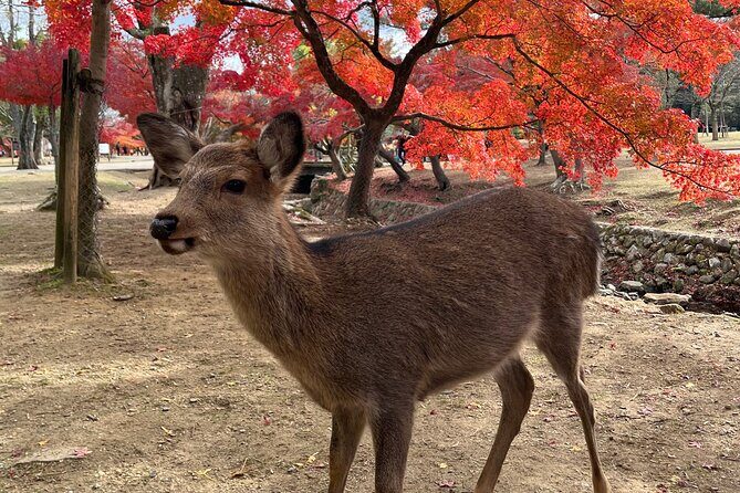 Full Day Guided Tour to Nara from Osaka by Van - The Itinerary in Detail: Why Each Stop Matters
