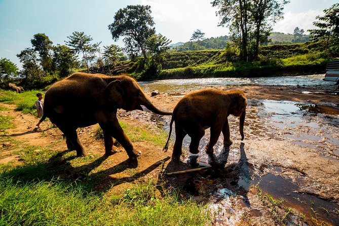 Full-Day Guided Tuk Tuk Chiang Mai Adventure and Rafting - Common Questions
