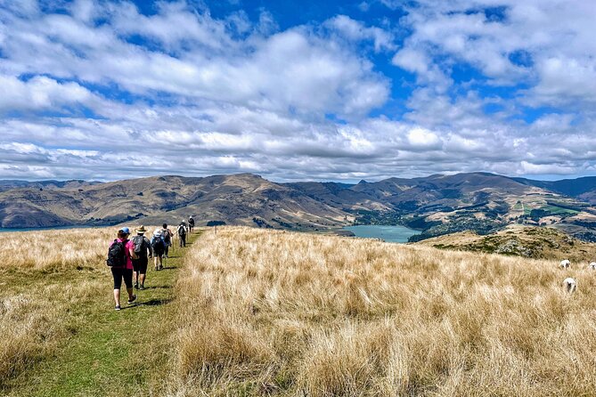 Full Day Guided Walking Tour and Picnic on Banks Peninsula - Positive Feedback for Guides