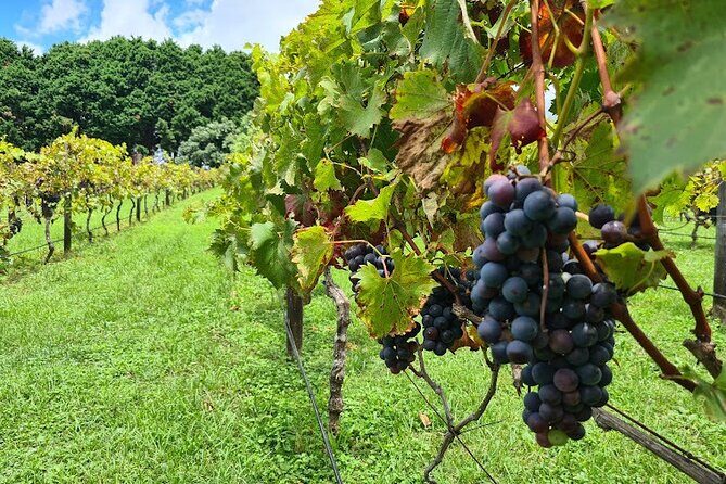 Full Day Guided Wine Tour in Mt Tamborine From Brisbane - Returning to Brisbane: Relaxed and Refreshed