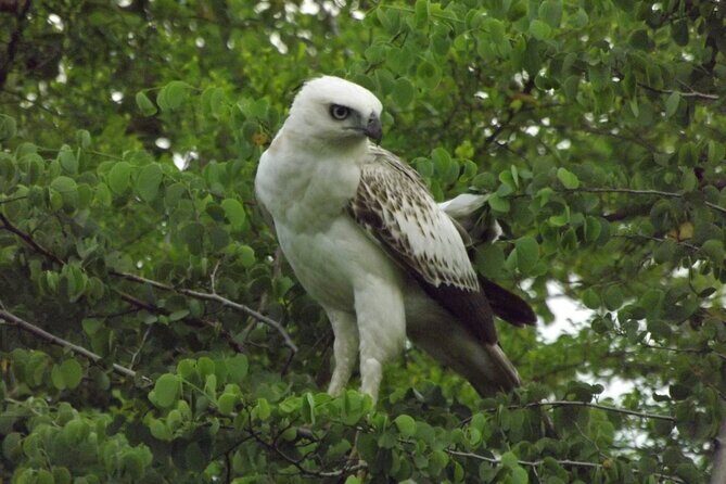 Full Day, Half Day and 4 Hour Safari in Udawalawe - Good To Know