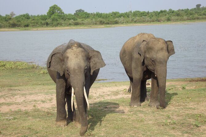 Full Day, Half Day and 4 Hour Safari in Udawalawe - Who Should Consider This Safari?