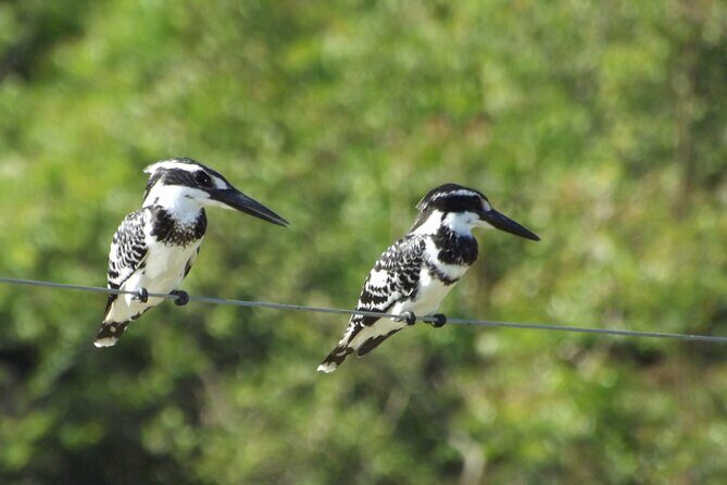 Full Day, Half Day and 4 Hour Safari in Udawalawe - The Sum Up