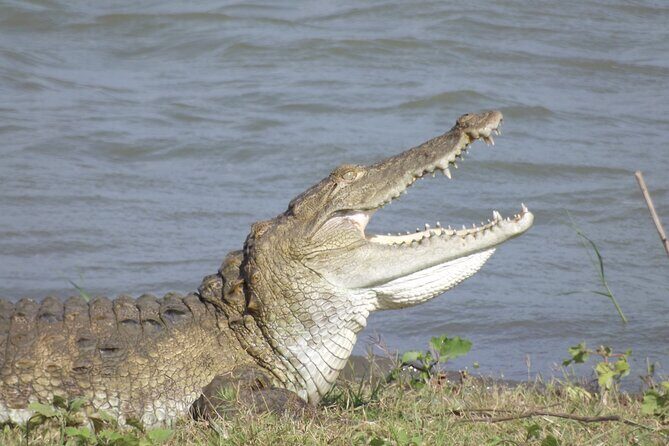 Full Day, Half Day and 4 Hour Safari in Udawalawe - FAQ