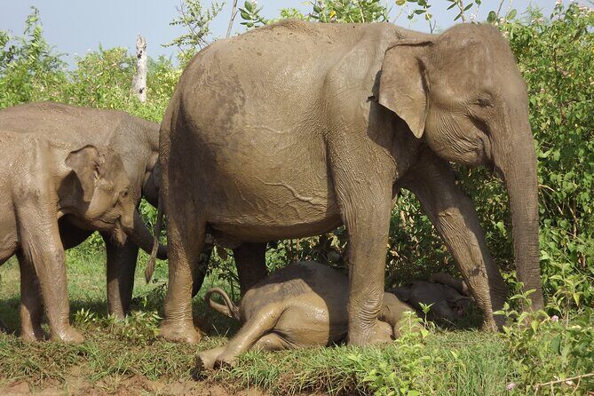 Full Day, Half Day and 4 Hour Safari in Udawalawe - Good To Know