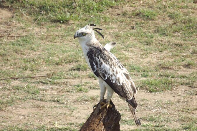 Full Day, Half Day and 4 Hour Safari in Udawalawe - What the Tour Includes and How It Works