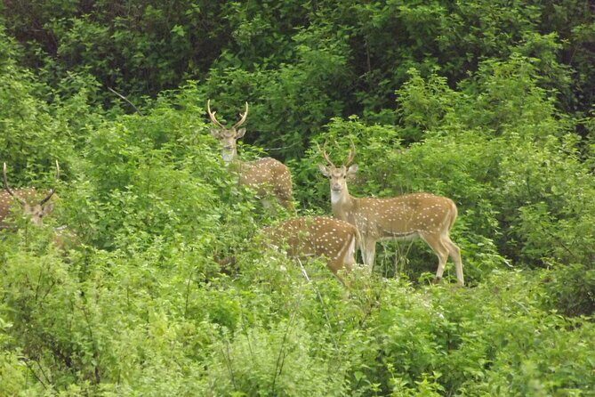 Full Day, Half Day and 4 Hour Safari in Udawalawe - How the Tour Compares to Other Options