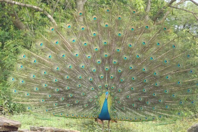 Full Day, Half Day and 4 Hour Safari in Udawalawe - Practical Tips and Considerations