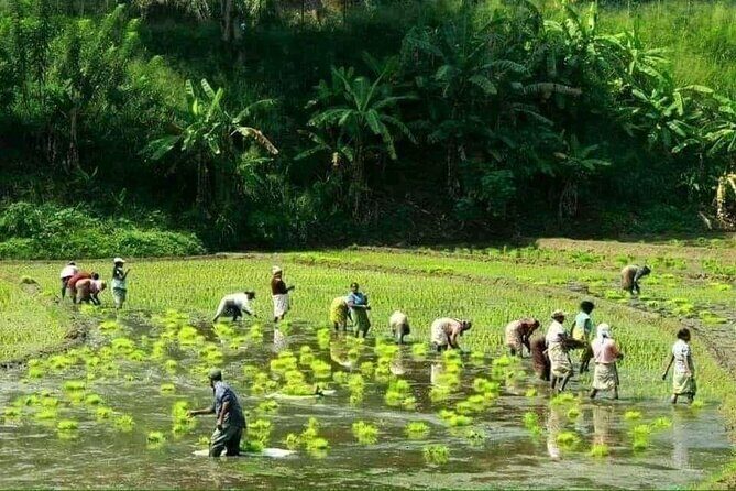 Full Day Hantana Pekoe Trail Hike from Kandy - In-Depth Review of the Experience