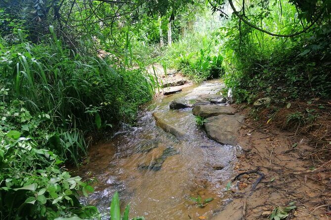 Full Day Hantana Pekoe Trail Hike from Kandy - An In-Depth Look at the Hantana Pekoe Trail Hike
