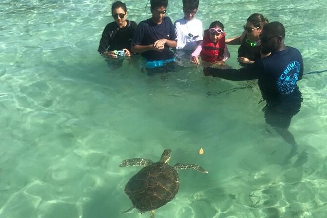 Full-Day Harbour Island Pink Sand & Swimming Pigs From Nassau - The Sum Up