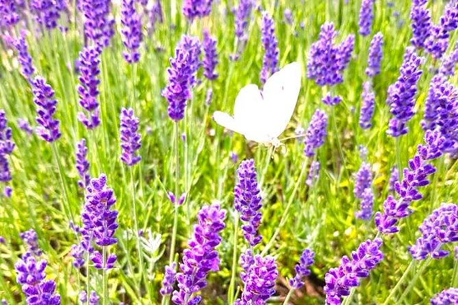 Full-Day Highlights of Prince Edward County Private Tour - Flexibility and Duration