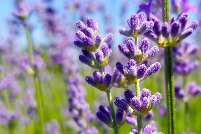 Full-Day Highlights of Prince Edward County Private Tour - Common Questions