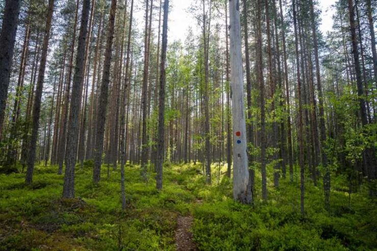Full Day Hike at Iso-Palonen Nature Reserve - Good To Know