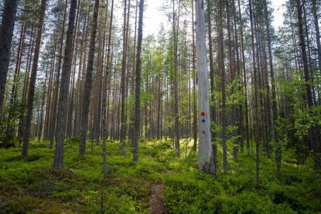 Full Day Hike at Iso-Palonen Nature Reserve - Inclusions of the Tour